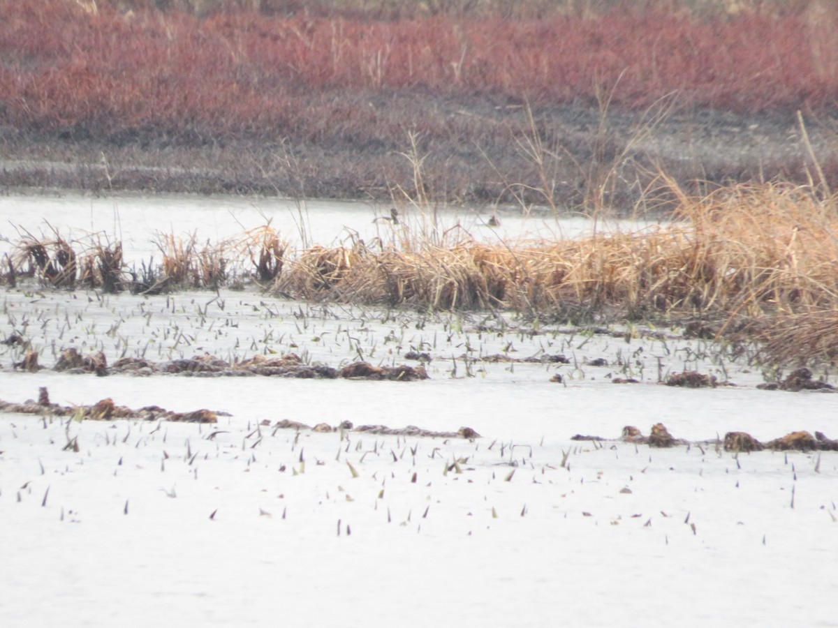 Ring-necked Duck - ML553008011