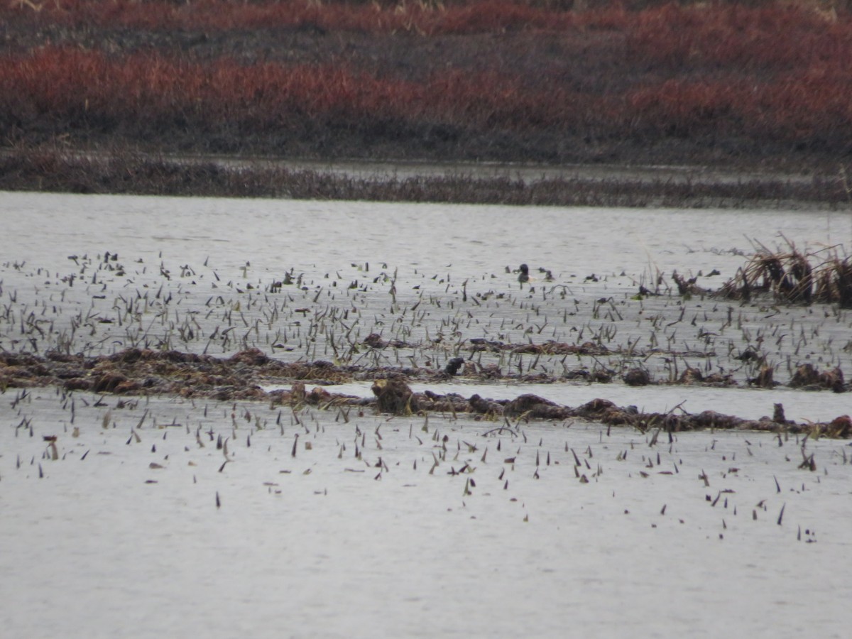 Ring-necked Duck - ML553008021