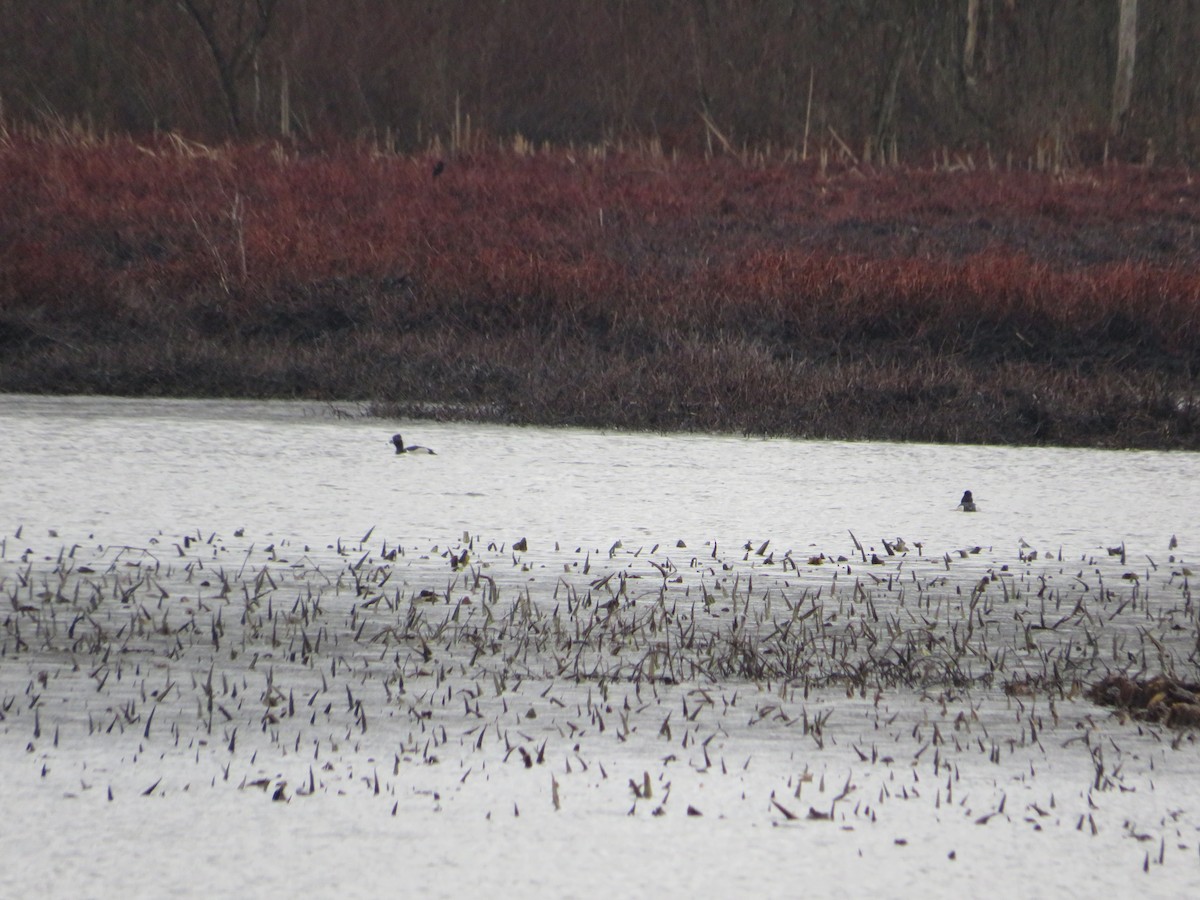 Ring-necked Duck - ML553008031