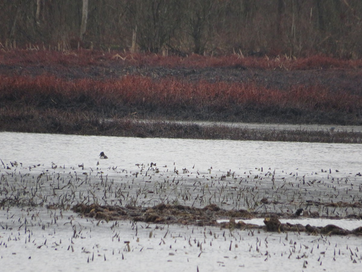 Ring-necked Duck - ML553008071