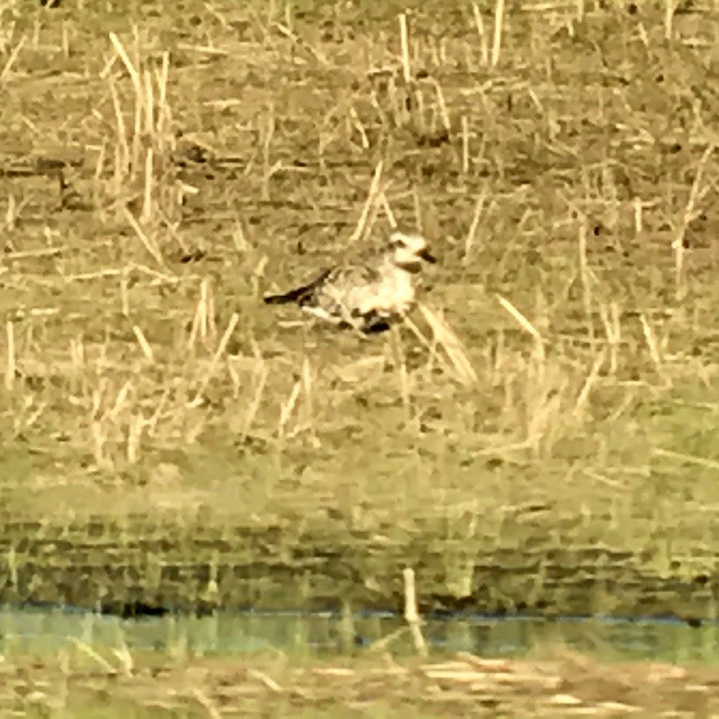 Black-bellied Plover - Brad Jacobs