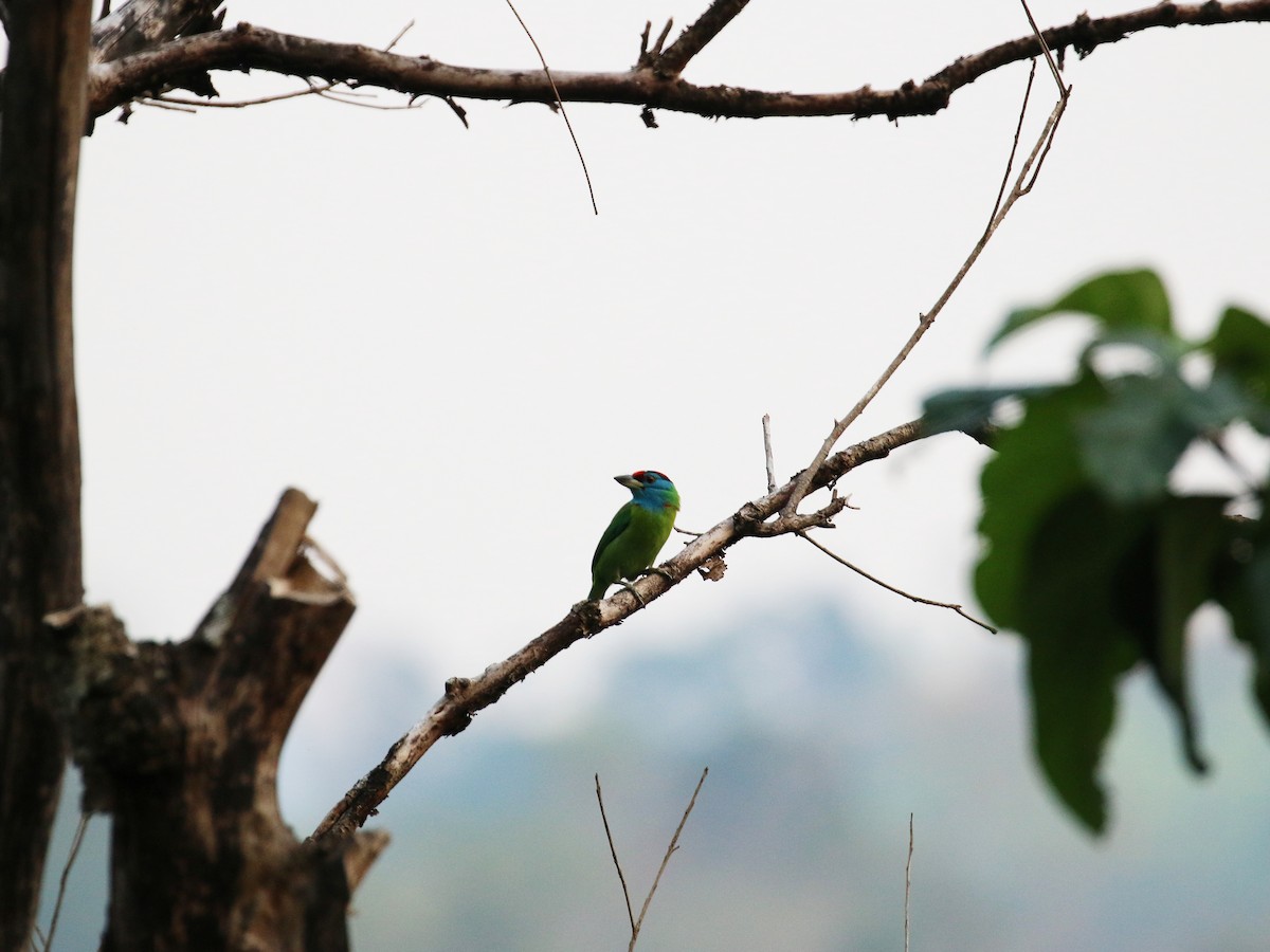 Blue-throated Barbet - ML55300901