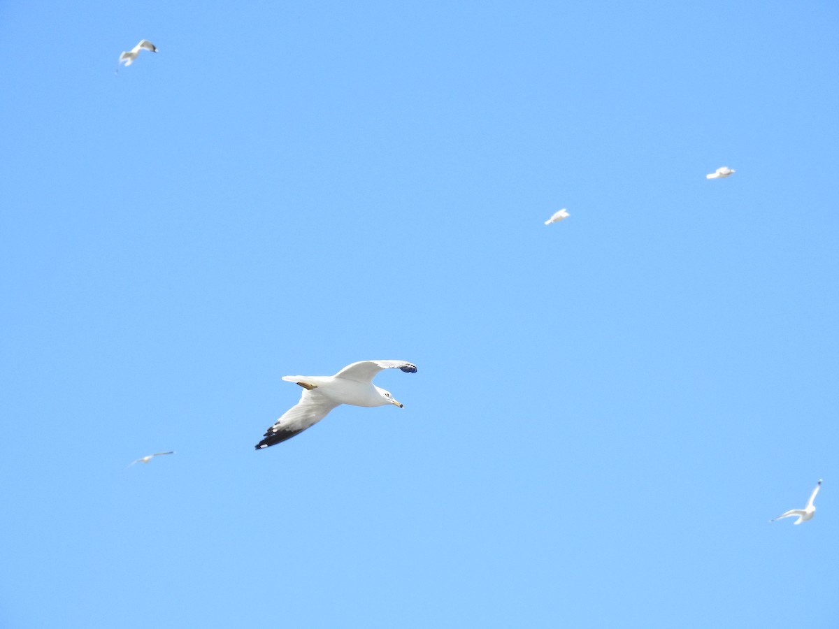 Ring-billed Gull - ML55300911