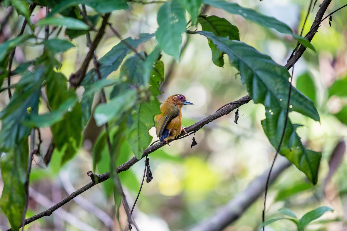 White-browed Piculet - ML55300931