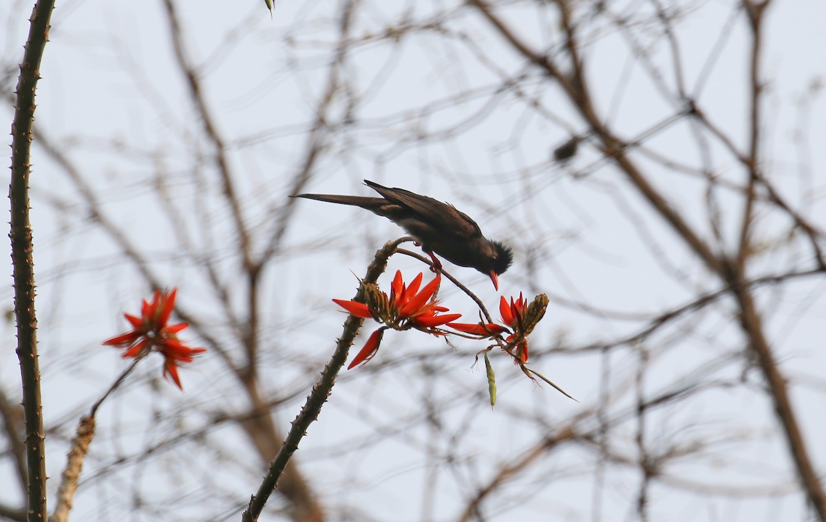 Black Bulbul - ML55300991