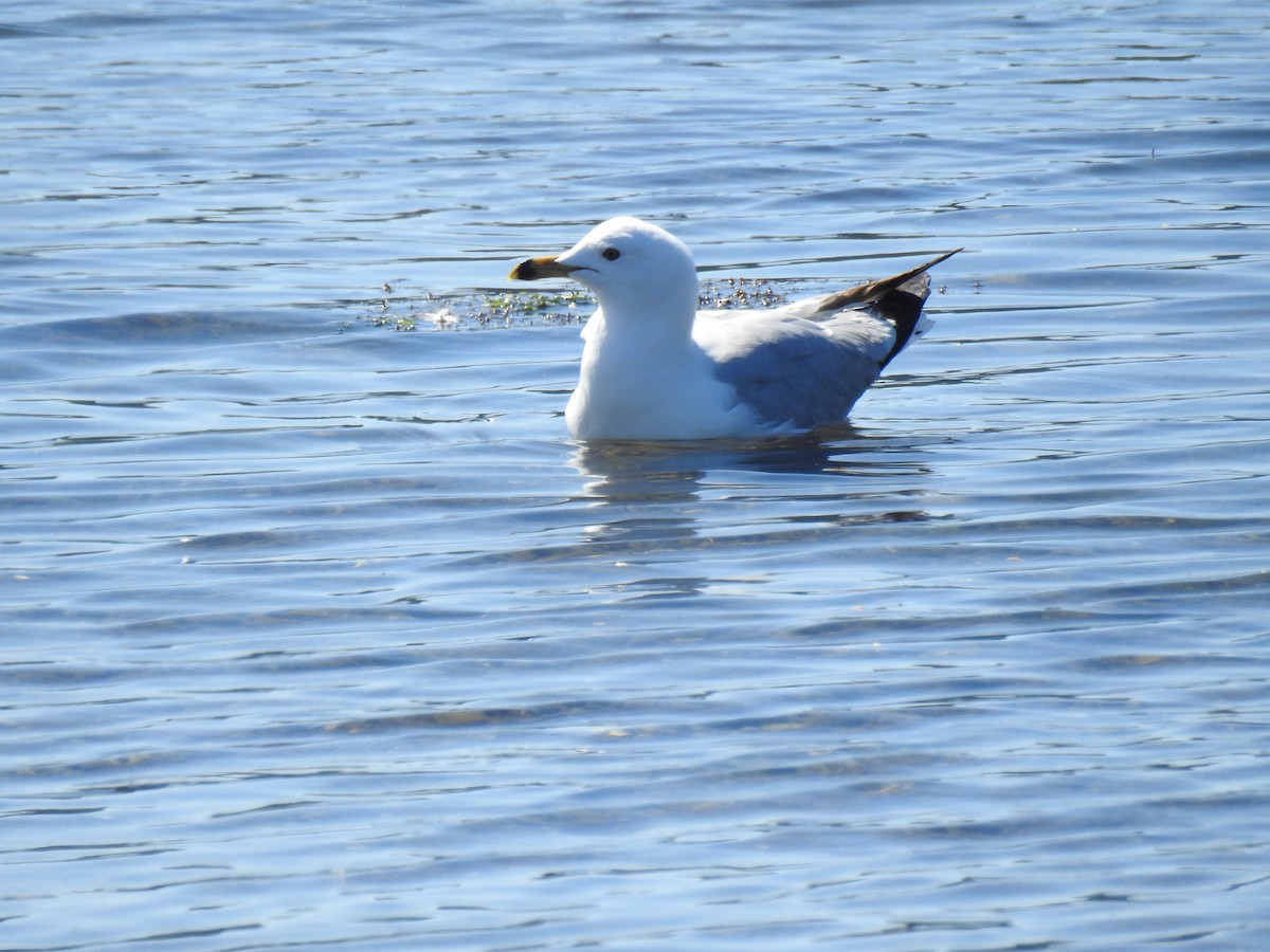 Ring-billed Gull - ML55301031