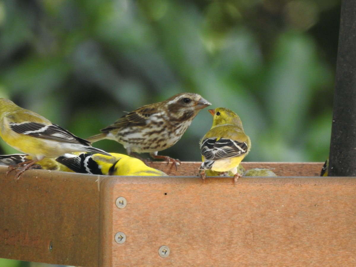 Purple Finch - ML553010541