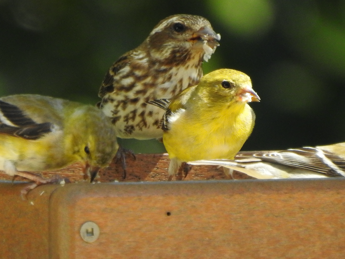 Purple Finch - ML553010551