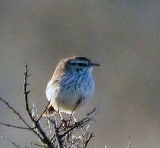 Rufous Fieldwren - ML553011291