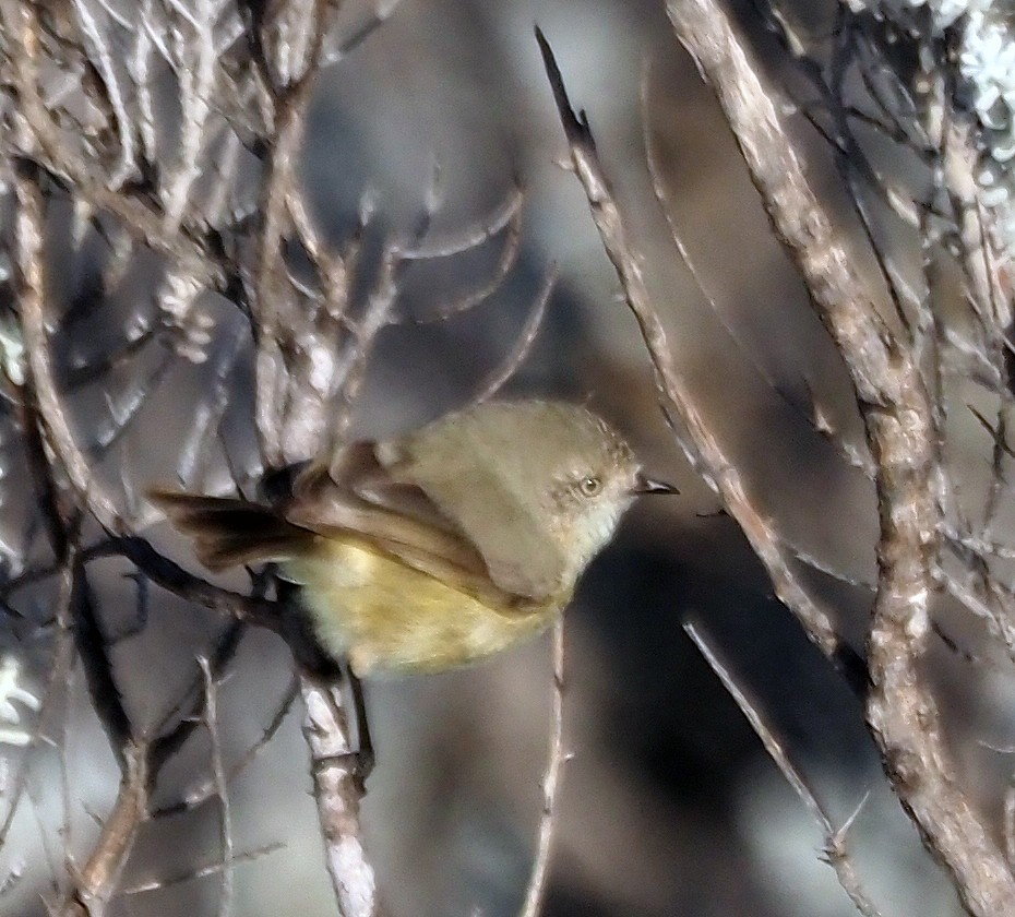 Slender-billed Thornbill - Steve Law