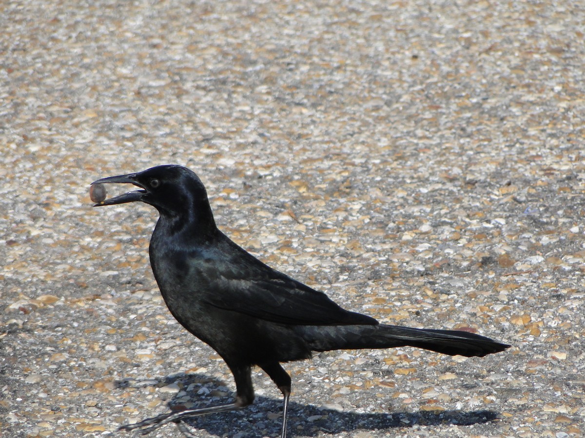 Zanate Común - ML553011571