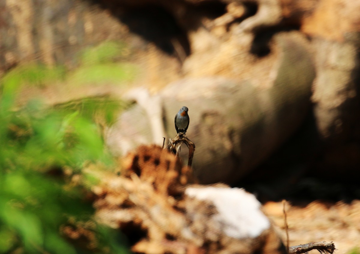 Taiga Flycatcher - Ruili/Yingjiang Trip  (Bai Haotian, Xiao Tu, Wei Bo, Alex Nickley)