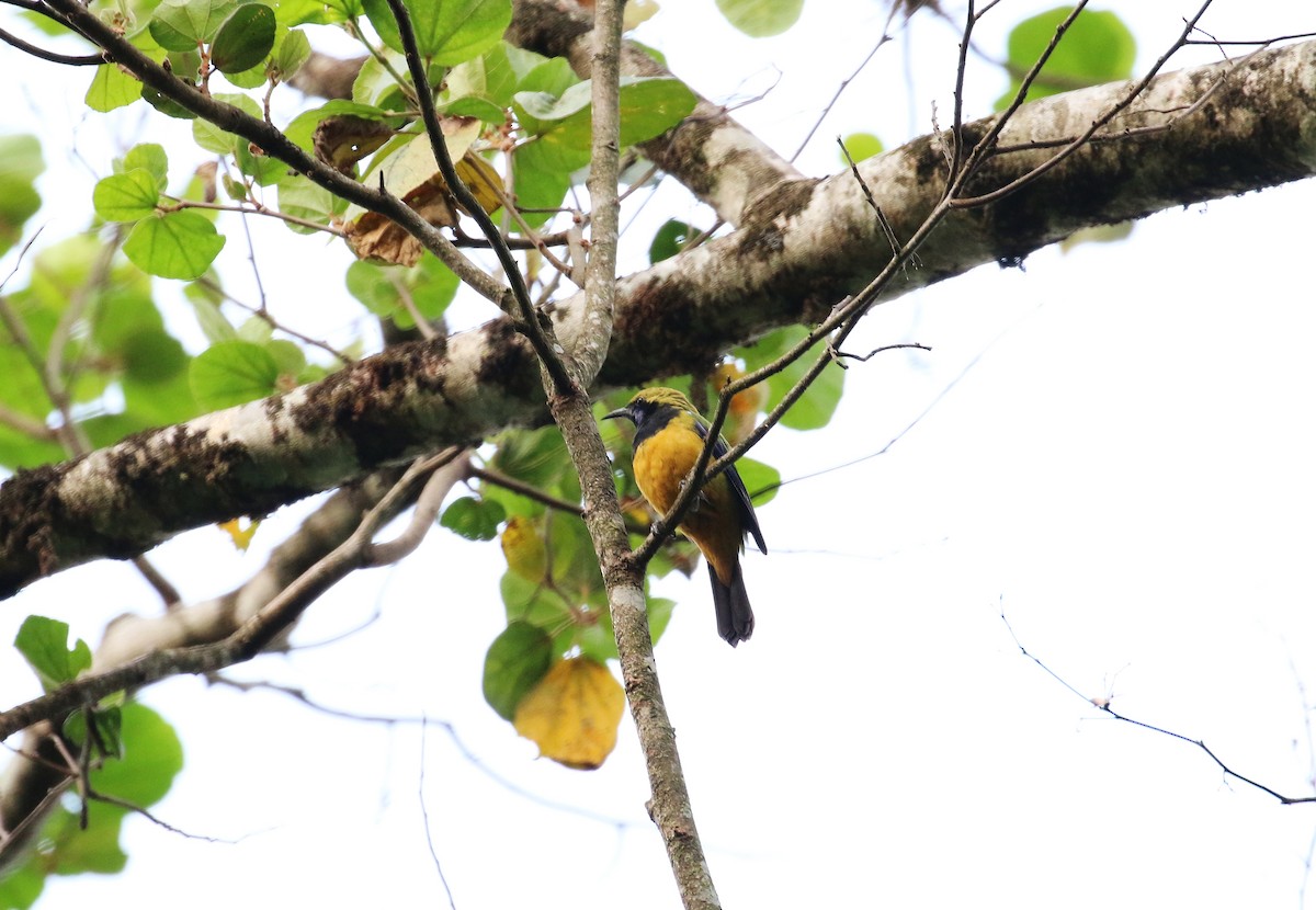 Orange-bellied Leafbird - ML55301211