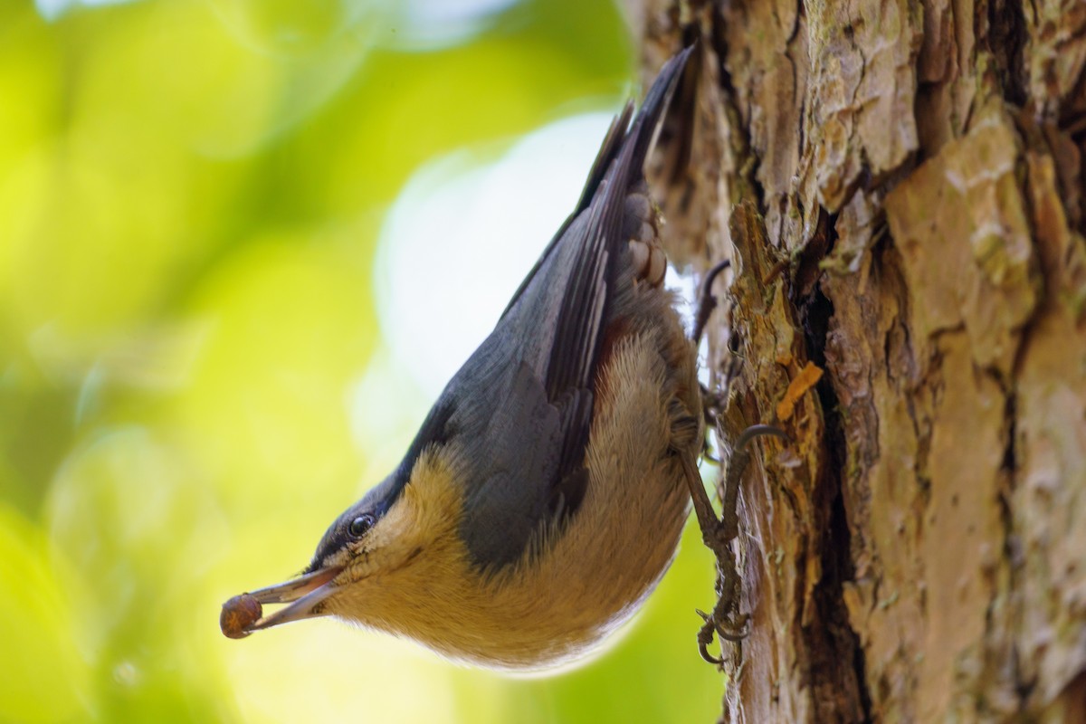 Chestnut-vented Nuthatch - ML553014011