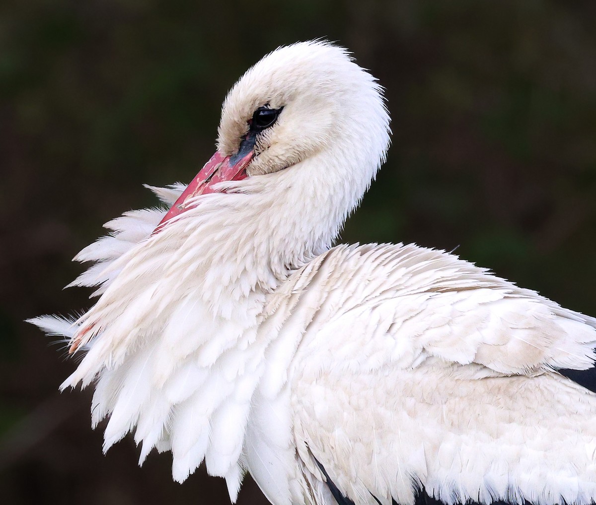 White Stork - Alper YILMAZ