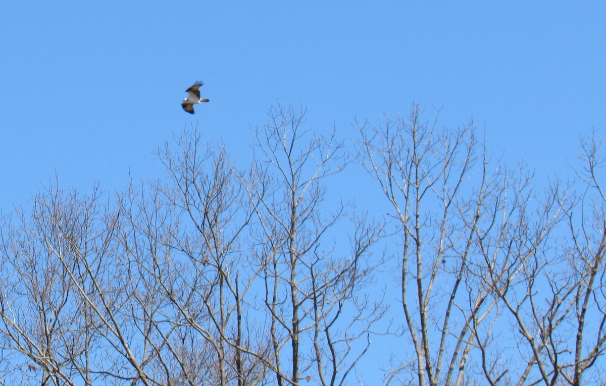 Águila Pescadora - ML553015191