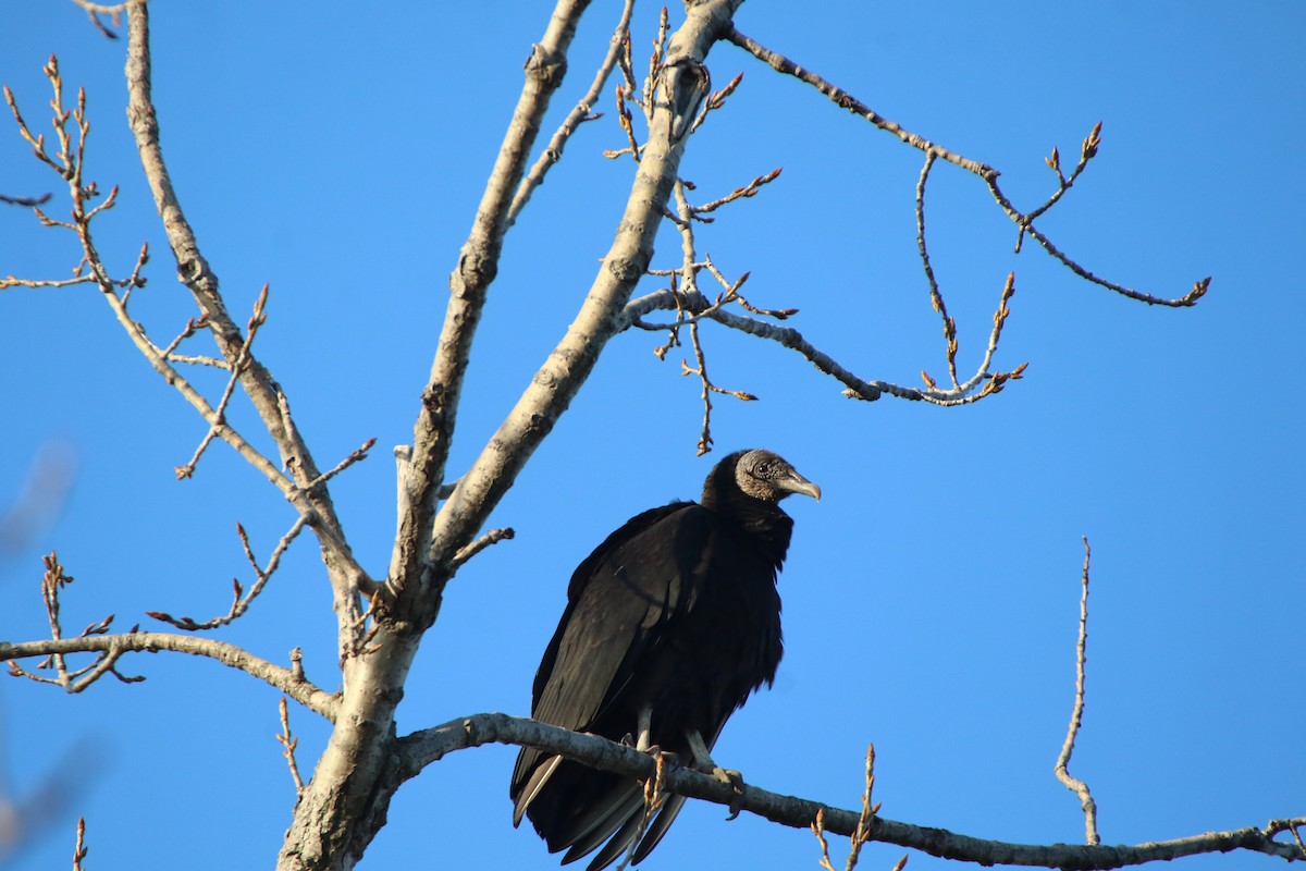Black Vulture - ML553015521