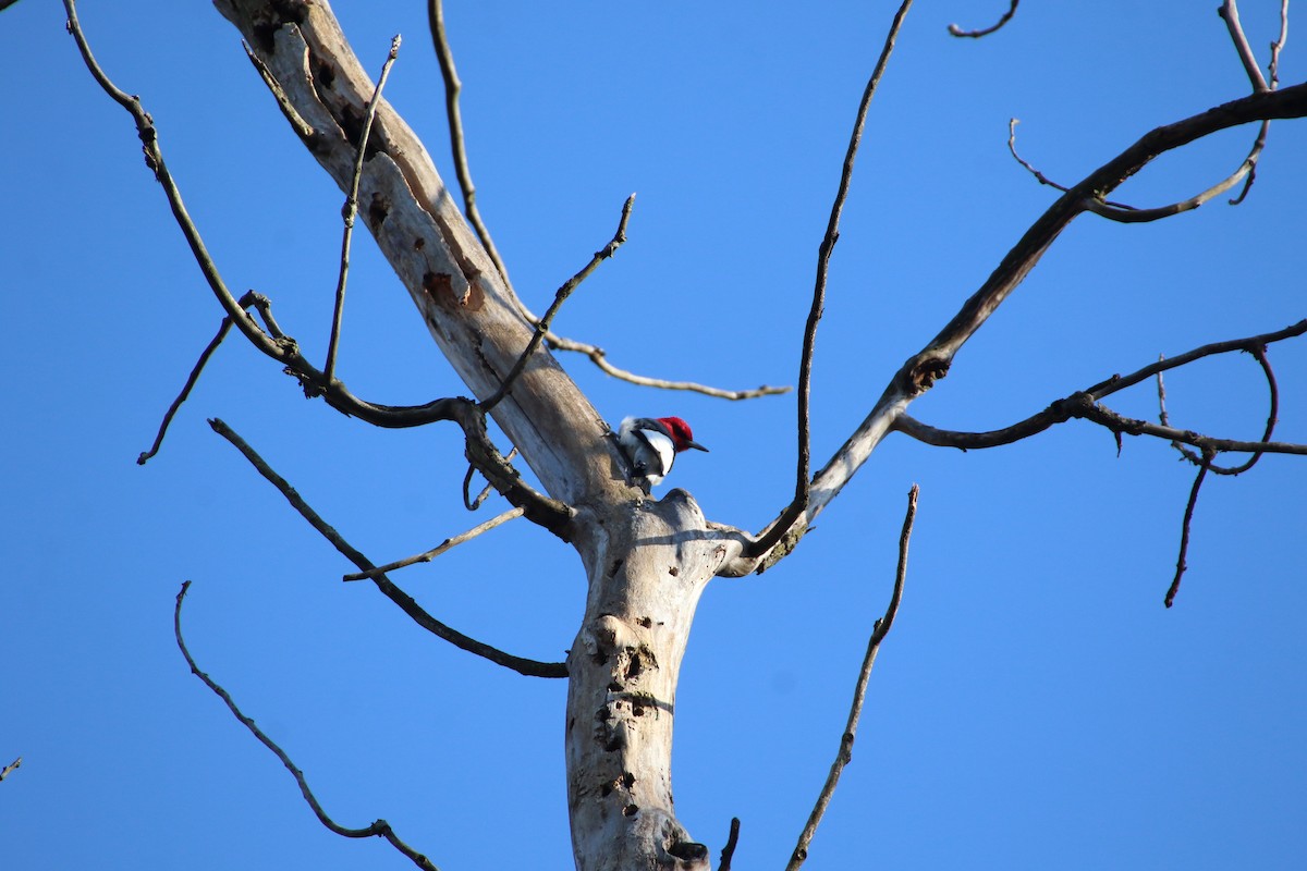 Red-headed Woodpecker - ML553015661