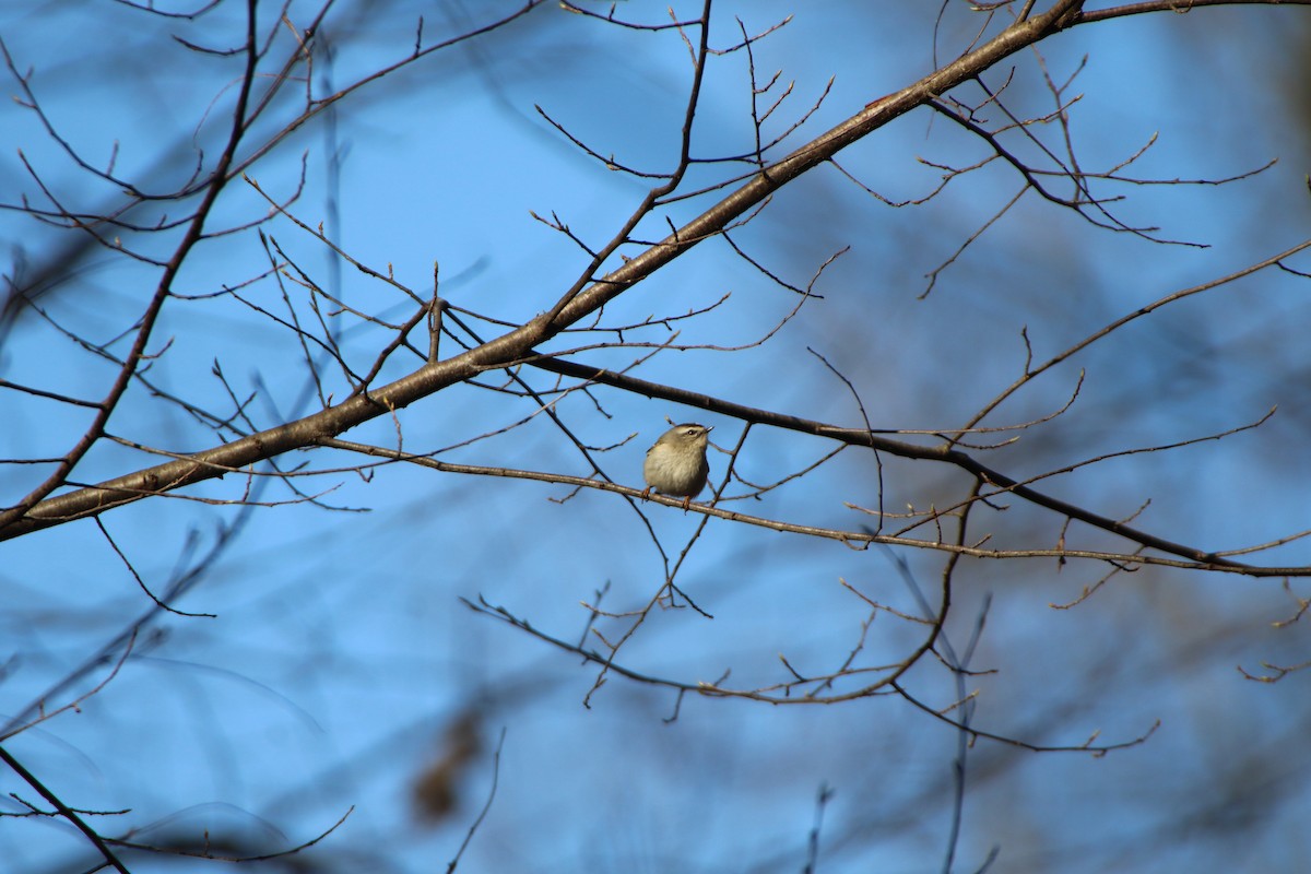 Golden-crowned Kinglet - ML553015901