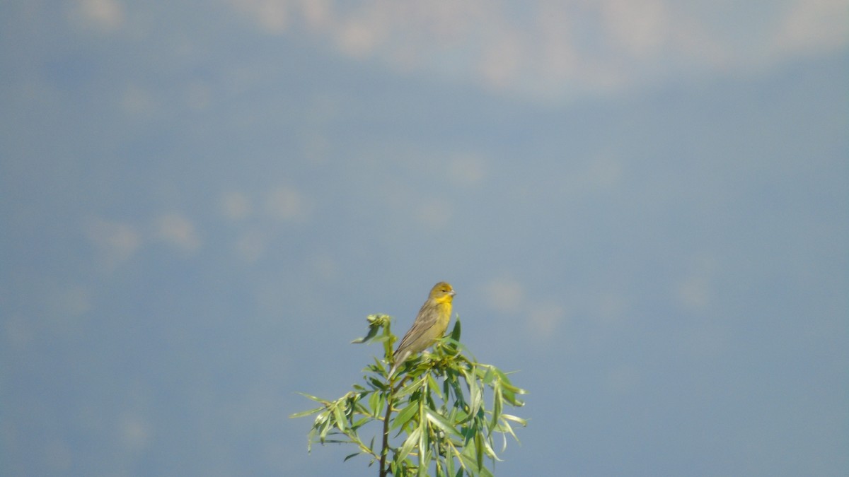 Grassland Yellow-Finch - Marco Antonio Guerrero R.