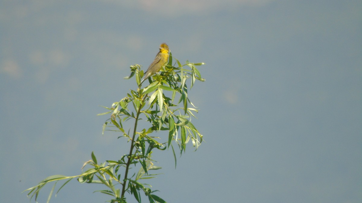 Grassland Yellow-Finch - Marco Antonio Guerrero R.