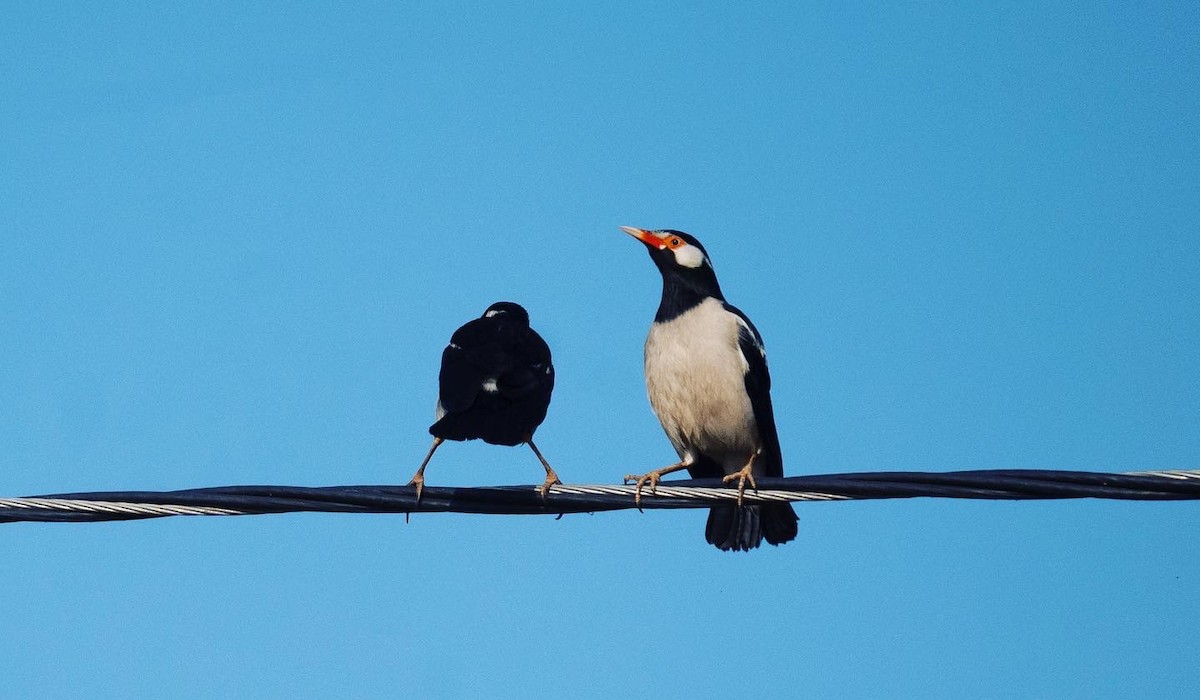 Indian Pied Starling - ML553020521