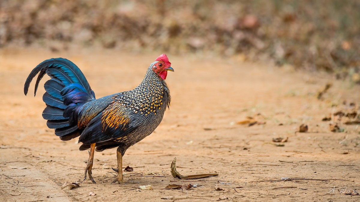 Gray Junglefowl - Abhishek Das