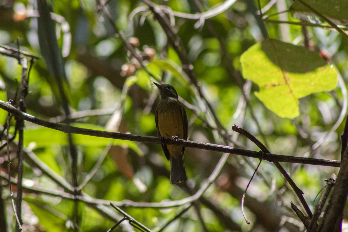 Pipromorphe roussâtre - ML553022241