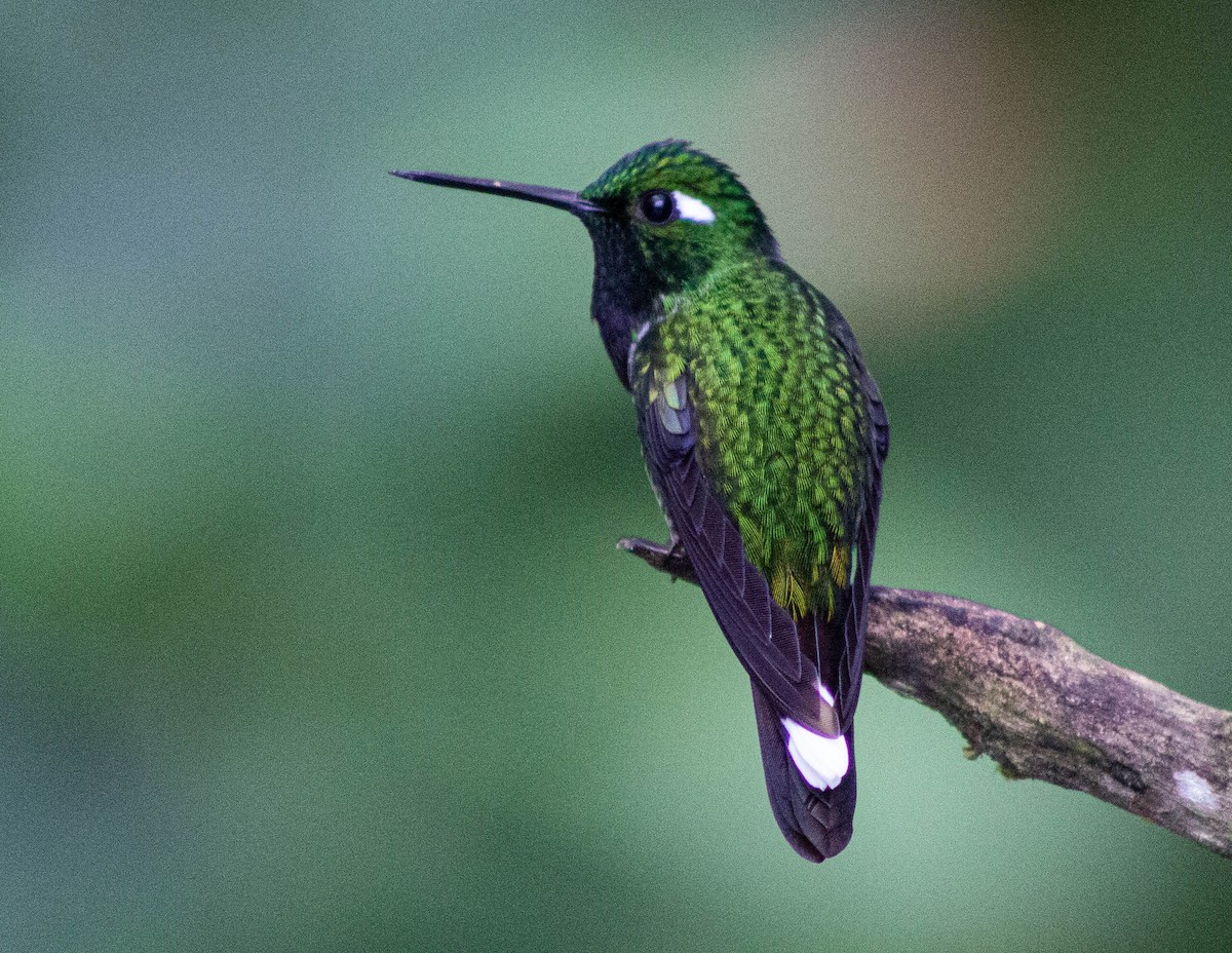 Purple-bibbed Whitetip - ML553023101