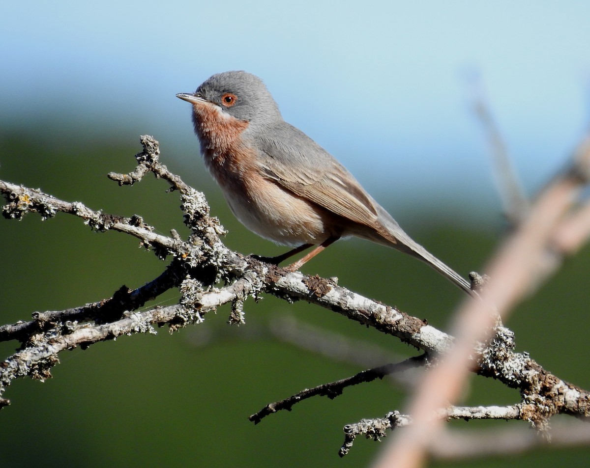 Curruca Carrasqueña Occidental - ML553023781
