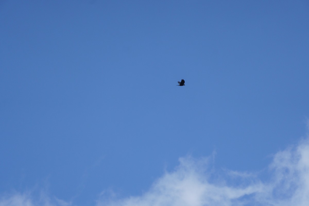 Large-billed Crow (Large-billed) - ML553024071