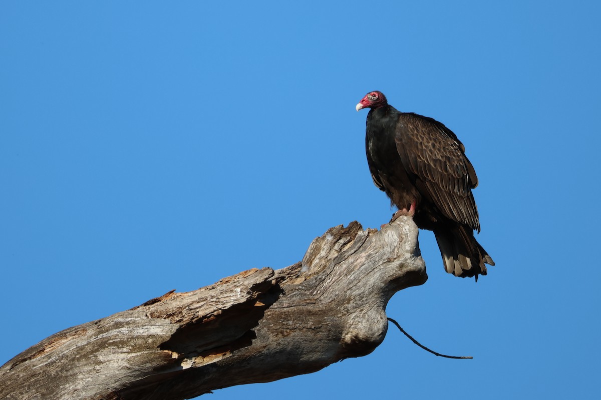 Turkey Vulture - ML553025211