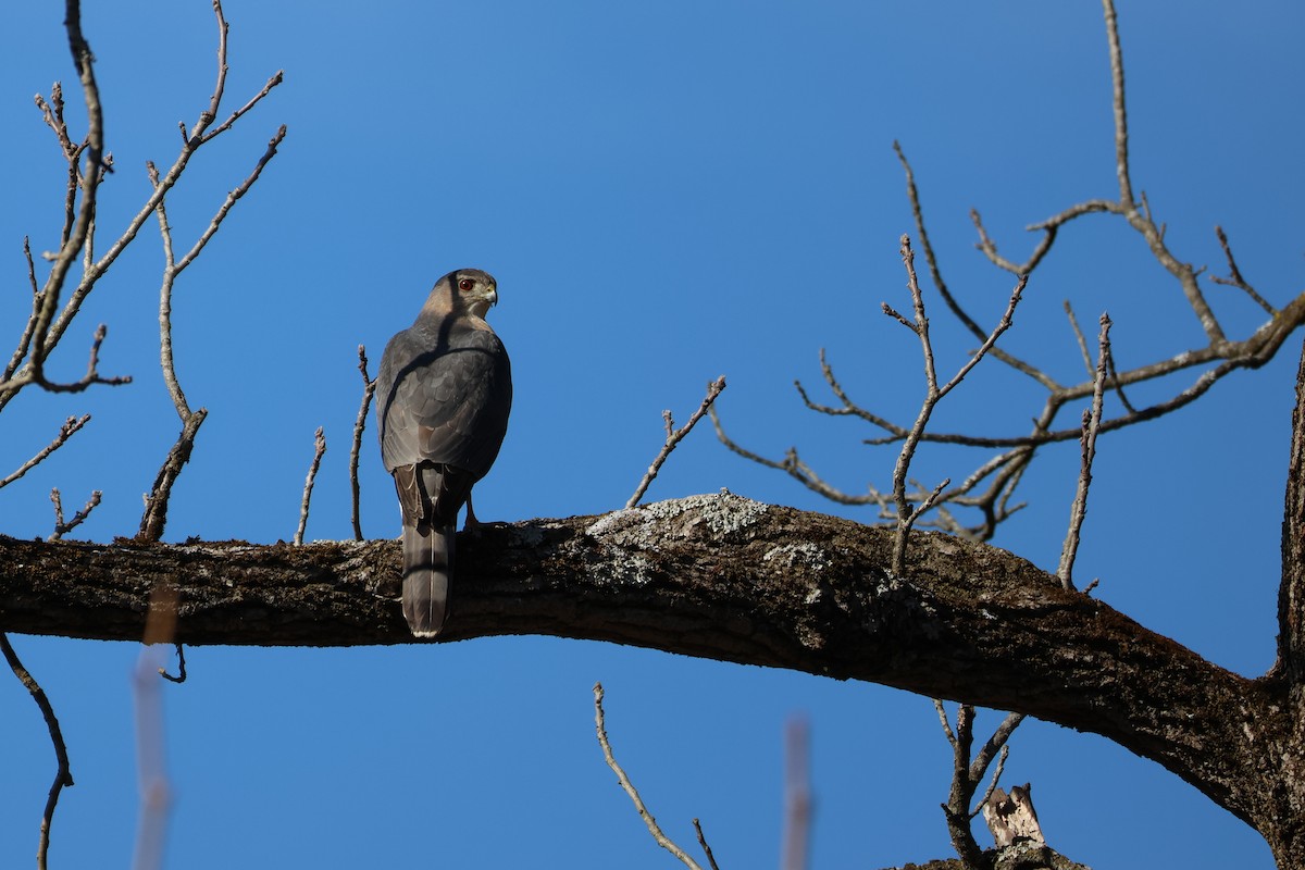 Cooper's Hawk - ML553025231