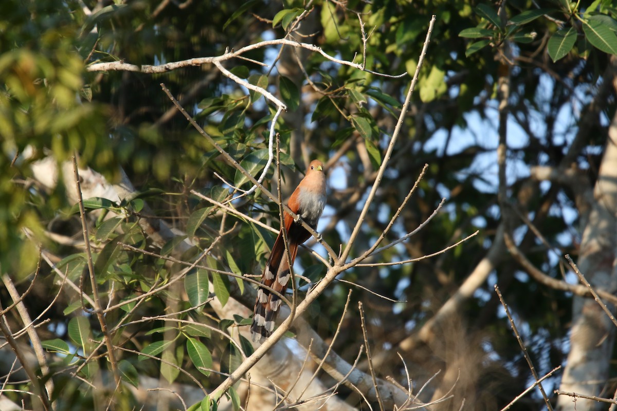 Squirrel Cuckoo (West Mexico) - ML553025321