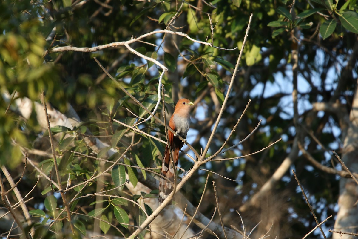 Squirrel Cuckoo (West Mexico) - ML553025451