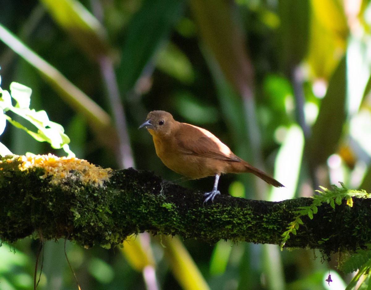 White-lined Tanager - Daniel  Suarez