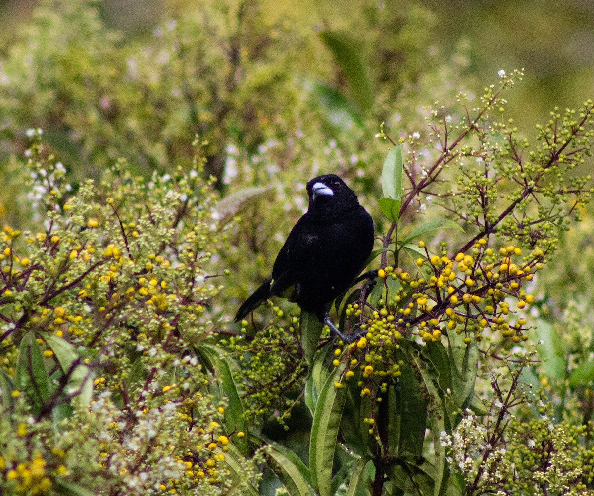 Flame-rumped Tanager - ML553025551