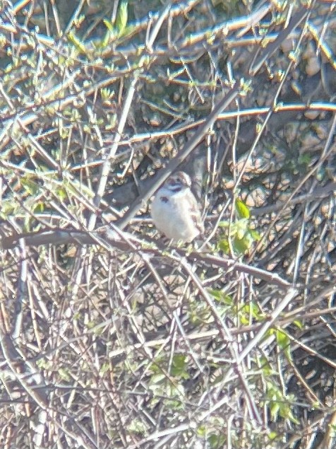 Lark Sparrow - ML553025571
