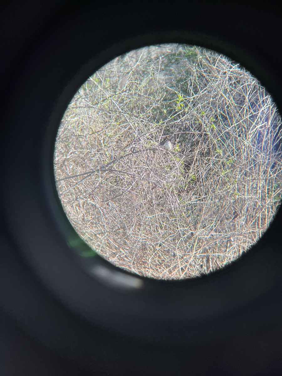Lark Sparrow - ML553025581