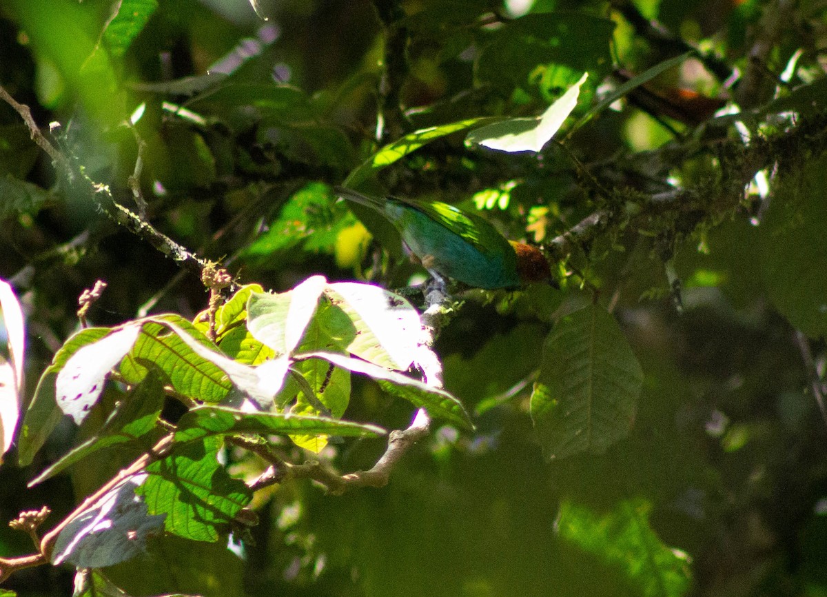 Bay-headed Tanager - ML553025731