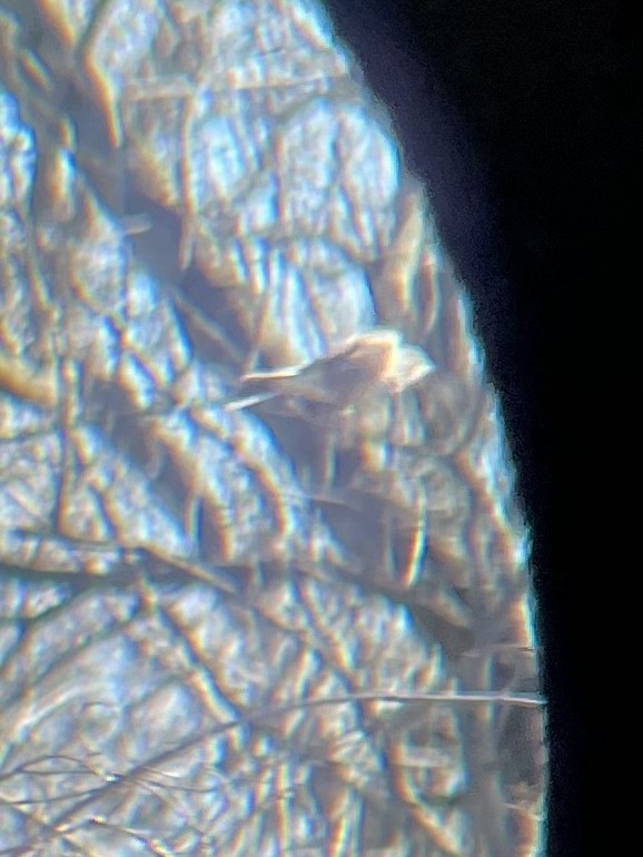 Vesper Sparrow - ML553025751