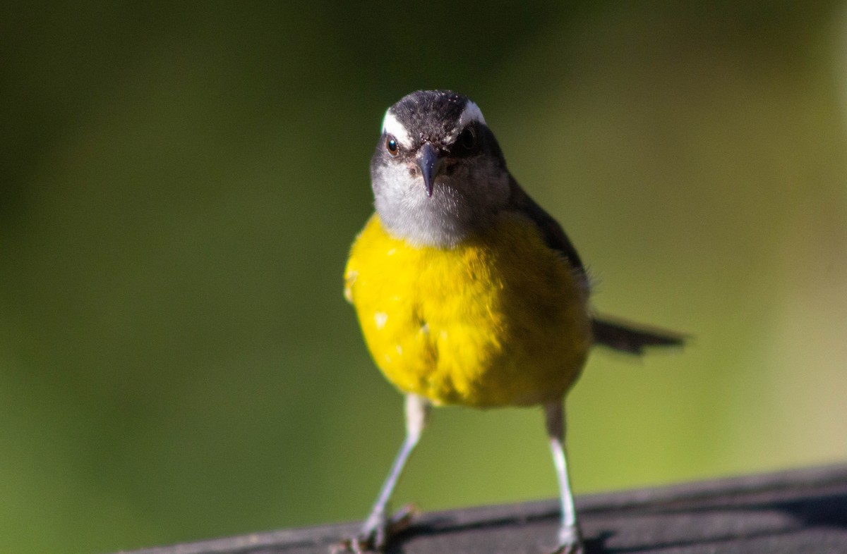 Bananaquit - ML553025901