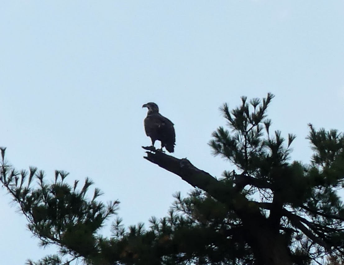 Bald Eagle - ML553026581