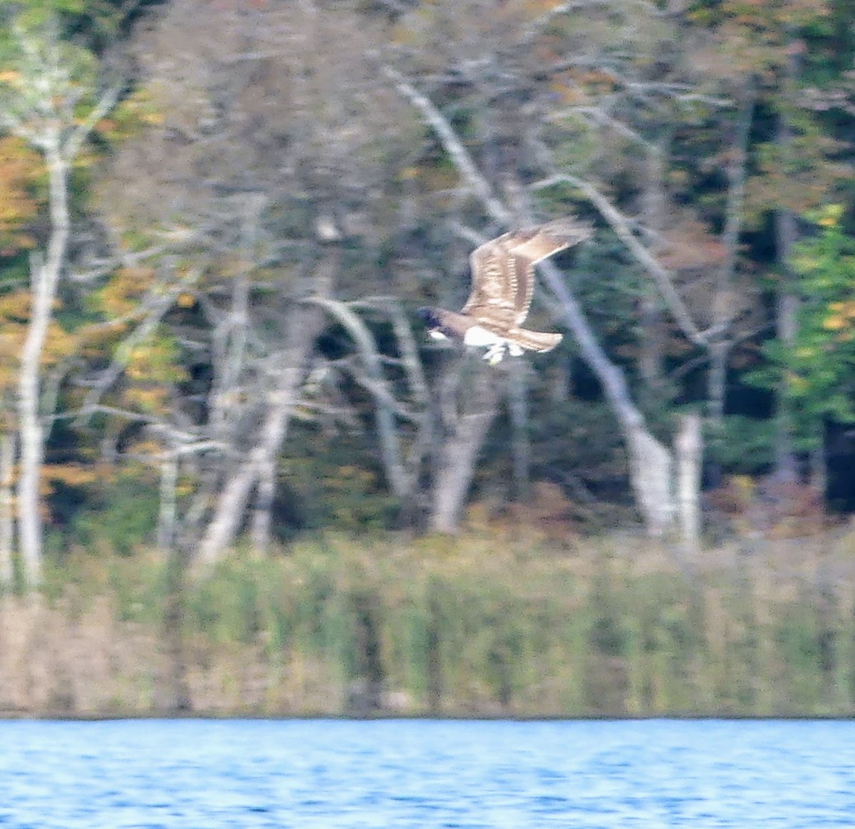 Águila Pescadora - ML553026711