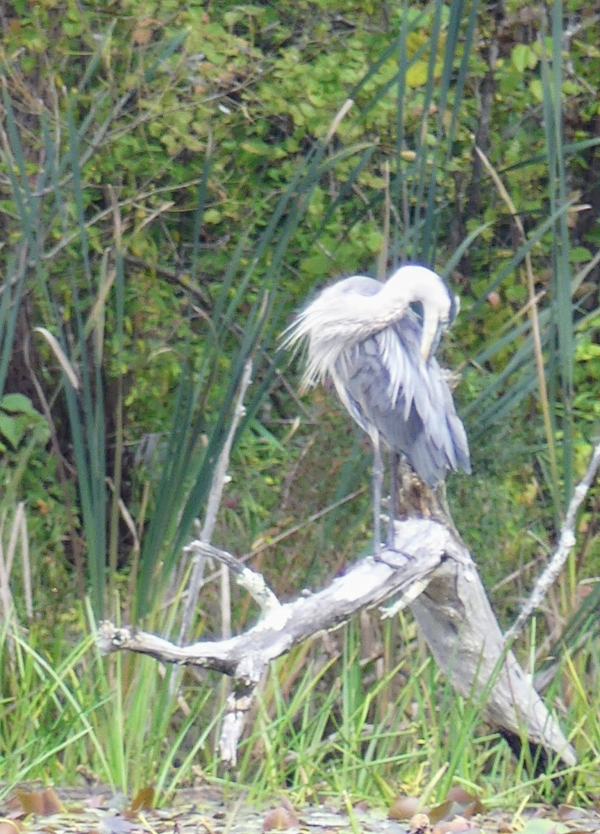 Great Blue Heron - ML553026821