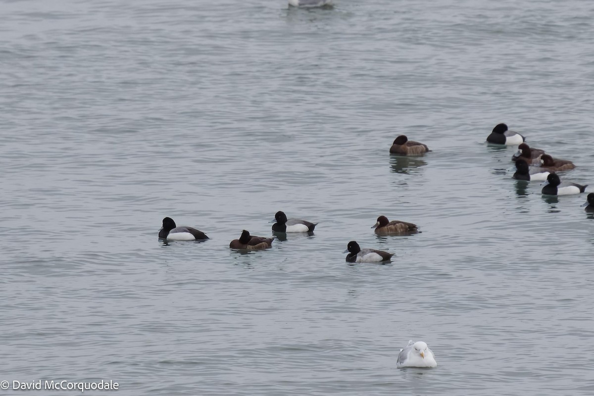 Tufted Duck - ML553026951