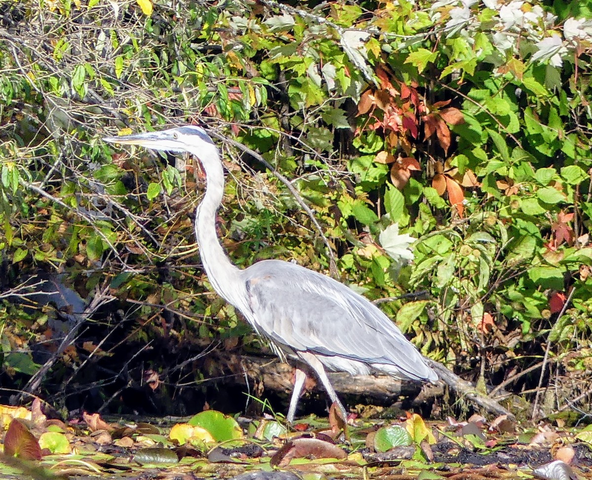 Garza Azulada - ML553027431