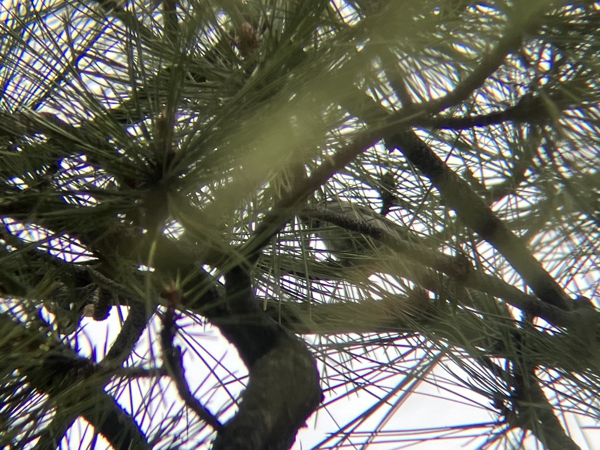 Mountain Chickadee - ML553027501