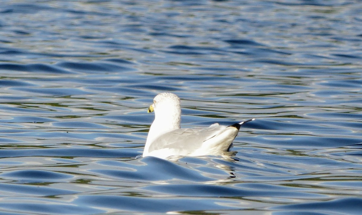 Ring-billed Gull - ML553027681