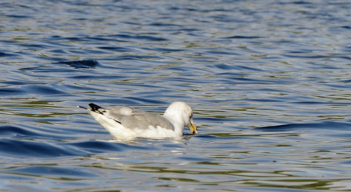 Ring-billed Gull - ML553027691